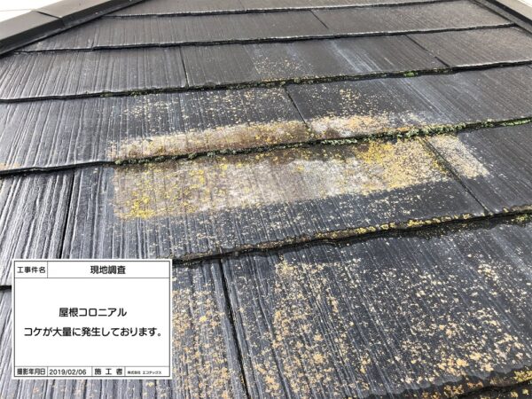 外壁・屋根塗装の現地調査で発見した屋根コロニアルにコケが大量発生｜エコテックス